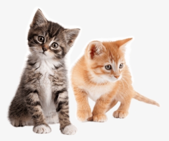 Kitten Png Transparent Images - Cute Kittens Png, Png Download, Free Download