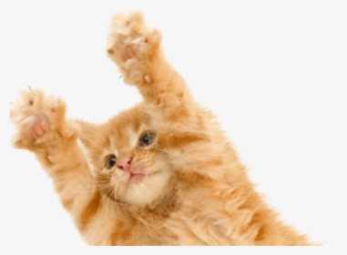 Kitten Png Transparent Images - Kitten With Claws, Png Download, Free Download