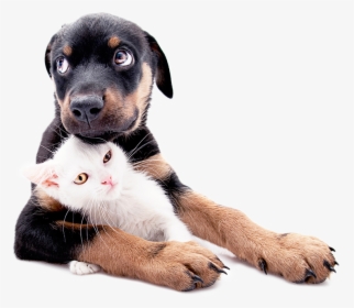 Puppy And Kitten Png - Puppies & Kittens, Transparent Png, Free Download
