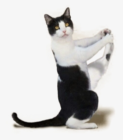Short Yoga Aegean Haired Workout Kitten Domestic - Cat Yoga Png, Transparent Png, Free Download