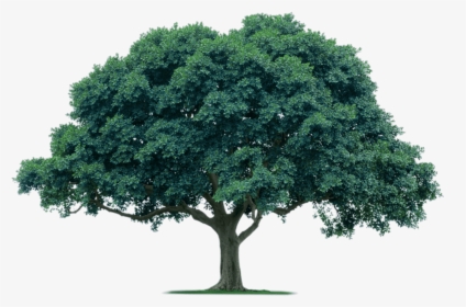 Transparent Acacia Tree Png - Large Evergreen Trees Australia, Png Download, Free Download
