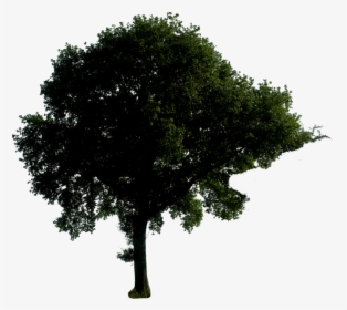 Trees Png Download - Tree Picture In Night Png, Transparent Png, Free Download