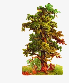 Oak Tree Clipart - Vintage Tree Png, Transparent Png, Free Download