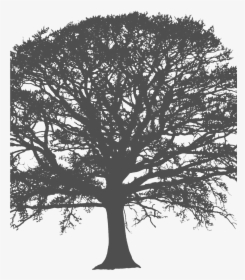 White Tree Silhouette Wallpaper - Black And White Silhouette Of Tree, HD Png Download, Free Download