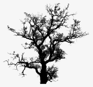 Transparent Oak Tree Clipart - Tree Silhouette Vector, HD Png Download, Free Download