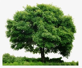 Trees Png Images Hd, Transparent Png, Free Download