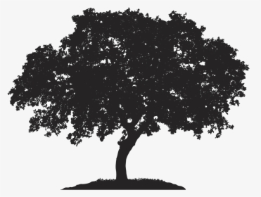 English Oak Tree Japanese Maple Royalty-free Quercus - Tree Silhouette Vector Artwork, HD Png Download, Free Download