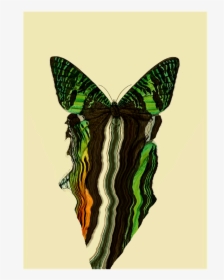 Drawn Glitch Moth - Illustration, HD Png Download, Free Download