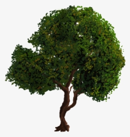 Tree Png - Tree Gimp, Transparent Png, Free Download