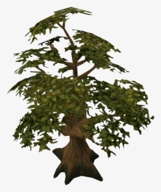 Oak Tree Detail - Spruce, HD Png Download, Free Download
