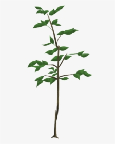 Seedling Clipart Oak Sapling - Oak Tree Sapling Png, Transparent Png, Free Download