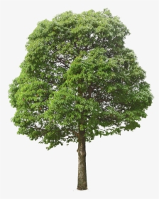 Trees Texture Png - Transparent Background Tree Png, Png Download, Free Download