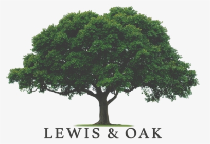 Oak Tree Png, Transparent Png, Free Download
