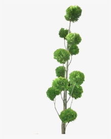 Transparent Topiary Plants Png, Png Download, Free Download