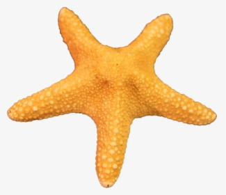 Free Download Starfish Png Images - Starfish Transparent, Png Download, Free Download