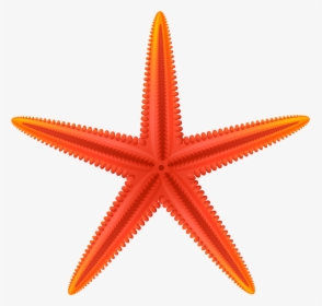 Red Starfish Png Clip Art, Transparent Png, Free Download