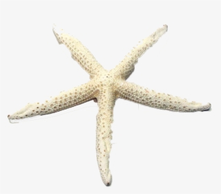 Starfish Png Image File - Starfish, Transparent Png, Free Download
