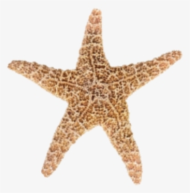 Designs Starfish Png Image - Star Fish, Transparent Png, Free Download