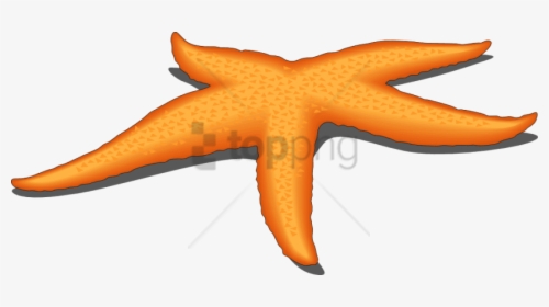 Free Png Starfish Png Png Image With Transparent Background - Star Fish Vector Png, Png Download, Free Download