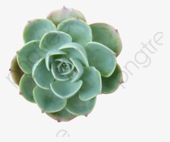 Succulent Plants, Plants Clipart, Succulents, Plant - Succulent Png, Transparent Png, Free Download