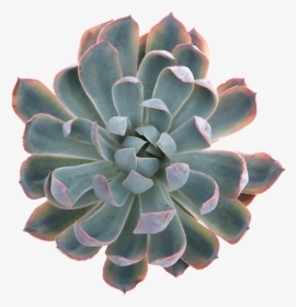 Succulent Plant Png - Blue Heron Succulent, Transparent Png, Free Download