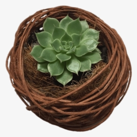 Succulent Nest - Cactus, HD Png Download, Free Download