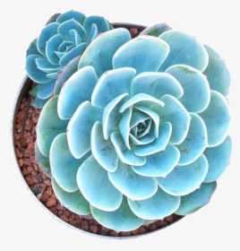 Succulents In Png🌱✂️ - Succulents Png, Transparent Png, Free Download