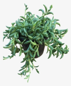 String Of Bananas"  Class="lazyload Lazyload Fade In"  - Ice Plant Family, HD Png Download, Free Download