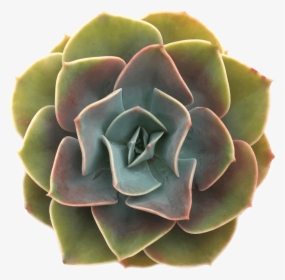 Echeveria "cassyz Winter - Succulents With Transparent Background, HD Png Download, Free Download