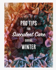 Succulentcare - Succulent Iphone Wallpaper Backgrounds, HD Png Download, Free Download
