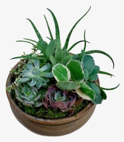 Succulent Garden In Ceramic Container - Flowerpot, HD Png Download, Free Download