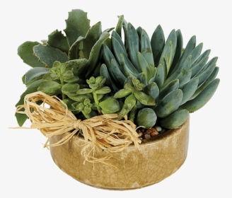Succulent Plant, HD Png Download, Free Download