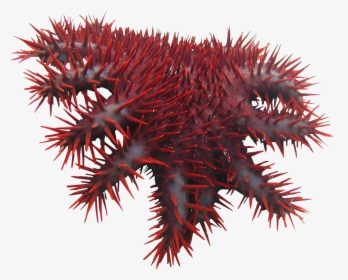 Crown Thorns Png - Crown Of Thorns Starfish Png, Transparent Png, Free Download