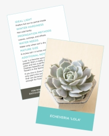 Succulent Identification Cards Sample Crassula Ovata - Sacred Lotus, HD Png Download, Free Download