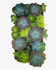 Succulent Wrapped - Edible Living Wall, HD Png Download, Free Download