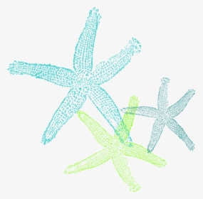 Turquoise Green Starfish Svg Clip Arts - Coral Starfish Clipart, HD Png Download, Free Download