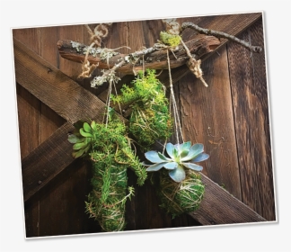 Image Of A Kokedama - Spruce, HD Png Download, Free Download