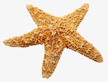 Marine Decoration Starfish Png Download - Estrella Marina Png, Transparent Png, Free Download