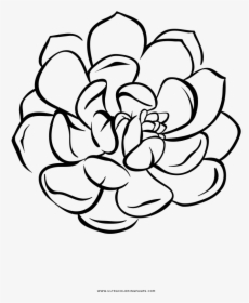 Succulent Coloring Page - Succulent Drawing With No Background, HD Png Download, Free Download