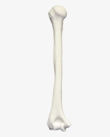 Humerus Bone - Illustration, HD Png Download, Free Download