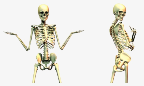 Spooky Skeleton Png, Transparent Png, Free Download