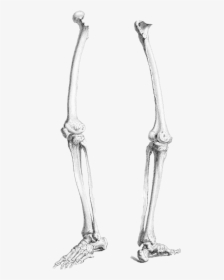 Legs By Chaseandlinda On - Skeleton Leg Drawing, HD Png Download, Free Download