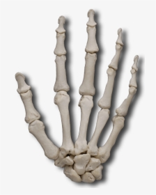 Carpal Bones - Transparent Skeleton Hand Png, Png Download, Free Download