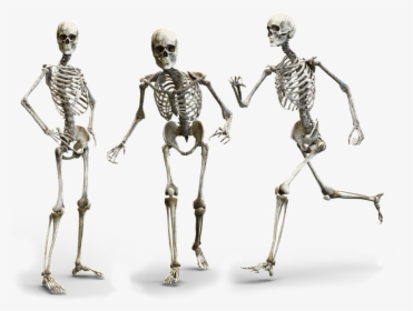 Skeleton, Human, Bone, Bones, Skull, Anatomy - Strong Bones, HD Png Download, Free Download