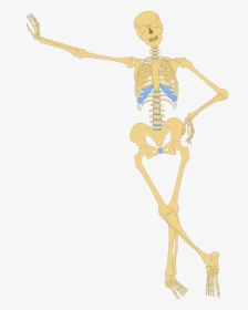 Anatomy Clipart, HD Png Download, Free Download