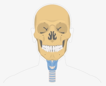 Hyoid Bone Overview-1 - Optic Canal Of Sphenoid Bone, HD Png Download, Free Download