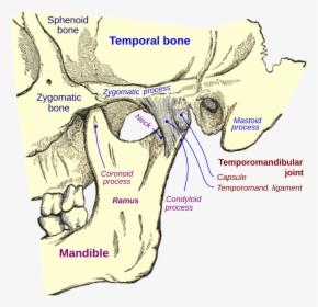 Temporomandibular Joint In Dog, HD Png Download, Free Download