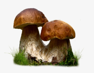 Mushroom Transparent - Edible Mushrooms, HD Png Download, Free Download