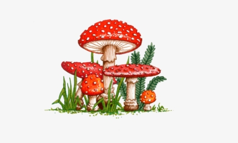 Amanita Muscaria Png Picture - Drawing Of Mushroom Garden, Transparent Png, Free Download