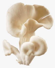 Mushroom Download Transparent Png Image - Transparent Oyster Mushroom Png, Png Download, Free Download